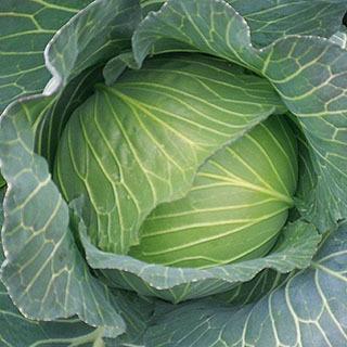 キャベツの種 YRたかみね コートL5千粒