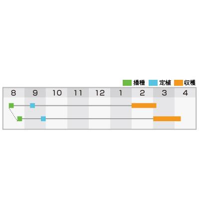 キャベツの種 YRたかみね コートL5千粒 