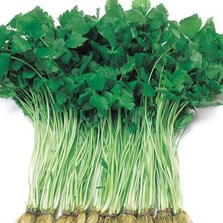 三つ葉の種 純系早生みつば（関西系） 1L ( 野菜の種 ) : 菜園くらぶ