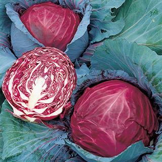 キャベツの種 赤キャベツ レッドルーキー 実咲小袋 菜園くらぶ Yahoo 店 通販 Yahoo ショッピング