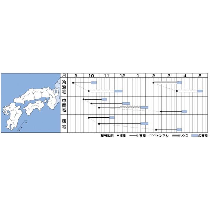 ホウレンソウの種 伸兵衛 エボプライム種子 M3万粒｜saien-club｜02