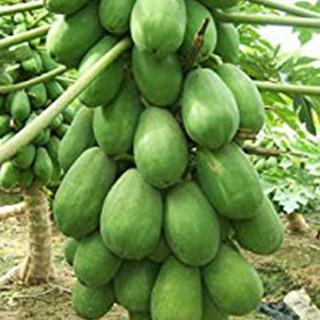 パパイヤの種 ハワイオウロ 贈答品 小袋 １０粒 人気急上昇 野菜の種