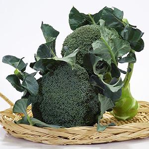 ブロッコリーの種 深碧 ペレット5千粒 : 菜園くらぶ Yahoo!店 - 通販