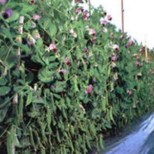 エンドウの種 ニムラ赤花絹さや2号 1L