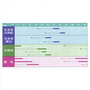 エンドウの種 ニムラ赤花絹さや2号 1Lの画像