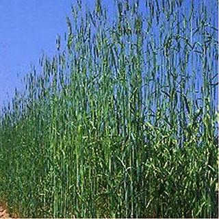 菜園くらぶ Yahoo 店緑肥の種 キングライ麦 1kg 予約受付中