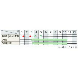 アスパラガスの種 ウェルカムAT 1,000粒 ( 野菜の種 ) : 菜園くらぶ