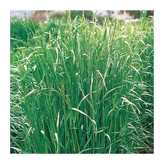 イタリアンライグラスの種 ガルフ 1kg 緑化 景観作物 緑肥 牧草 種子