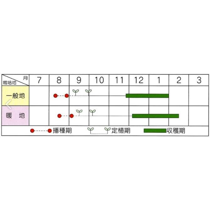 ブロッコリーの種 ブロリード むつみ キダネ2000粒|saien-club|02
