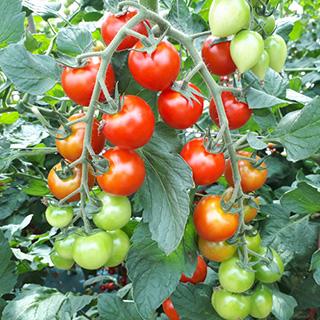 トマトの種 サンチェリー720 1000粒 : 菜園くらぶ Yahoo!店 - 通販