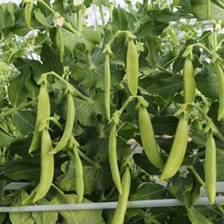 スナップえんどう 約9kg 送料込 スナップえんどうの種 スジナインスナップ 200粒 : 菜園くらぶ Yahoo