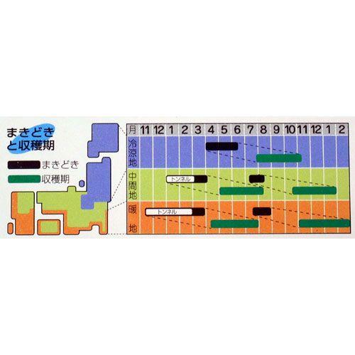 人参の種 向陽二号 ペレット700粒 ( 野菜の種 ) : 菜園くらぶ Yahoo!店