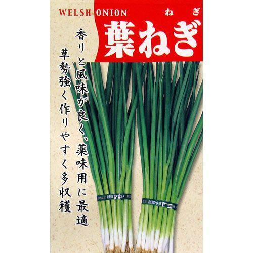 ネギの種 葉ねぎ 15ml ( 野菜の種 ) : 菜園くらぶ Yahoo!店 - 通販