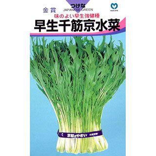早生千筋京水菜 京菜の種 在庫あり 小袋 水菜の種 約７ｍｌ 野菜の種