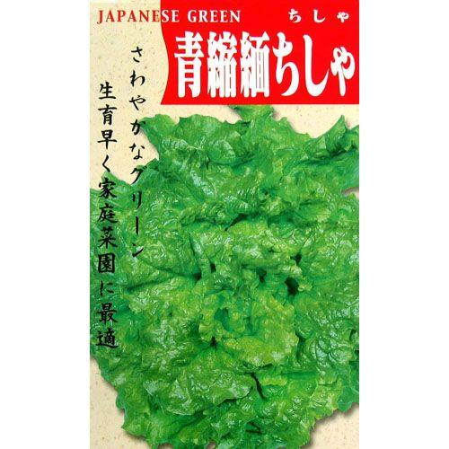 レタスの種 青ちりめんちしゃ 2ml ( 野菜の種 ) : 菜園くらぶ Yahoo!店