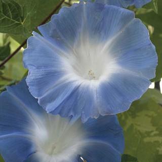 朝顔の種 水月 小袋 約10粒 菜園くらぶ Yahoo 店 通販 Yahoo ショッピング