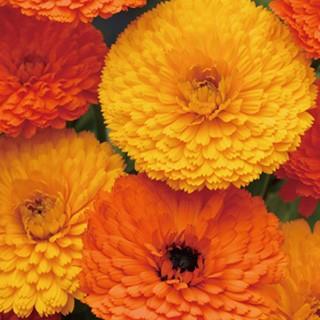 キンセンカの種 八重咲混合 小袋 金盞花の種 224 菜園くらぶ Yahoo 店 通販 Yahoo ショッピング