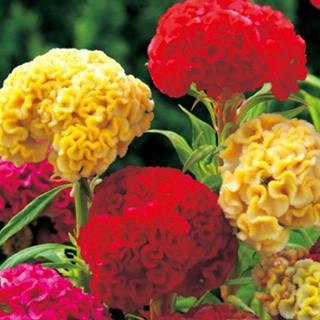 ケイトウの種 久留米混合 小袋