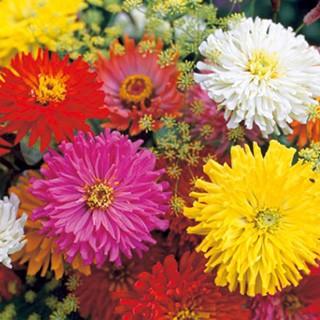 百日草 ジニア の種 F1サマードレス 混合 約50粒 週間売れ筋 小袋