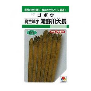 ゴボウの種 滝野川大長 小袋 約10ml ( 野菜の種 )｜saien-club