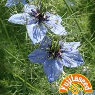 ハーブの種 ニゲラ 小袋 野菜の種 菜園くらぶ Yahoo 店 通販 Yahoo ショッピング