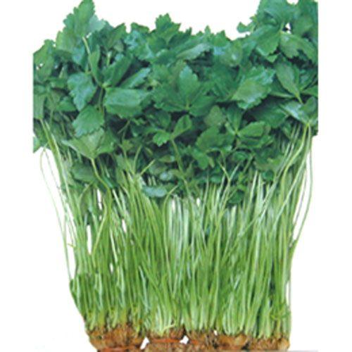 関西三ツ葉 (三つ葉の種) 小袋 約15ml ( 野菜の種 ) : 菜園くらぶ