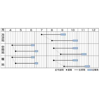 大根の種 辛之助 小袋(RF) : 菜園くらぶ Yahoo!店 - 通販 - Yahoo