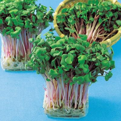 62 以上節約 スプラウトの種 ルビーかいわれの種 1l 野菜の種