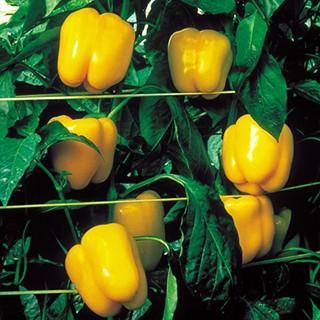 ピーマンの種 ゴールドキング 500粒 ( 野菜の種 )