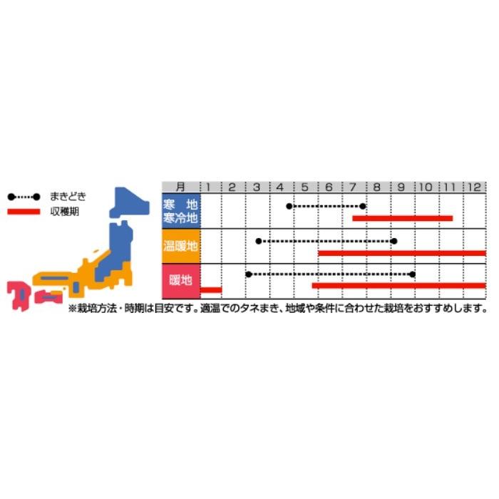 ゴボウの種 サラダごぼう ダイエット 1Lの画像