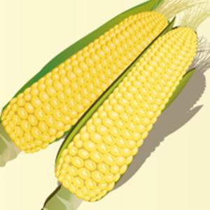 サニーショコラ　とうもろこし　種　2000粒×2　　4000粒 トウモロコシの種 サニーショコラ 2000粒 : 菜園くらぶ Yahoo!店