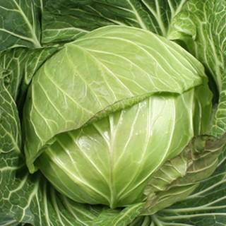 キャベツの種 あまだま コートL5千粒 ( 野菜の種 )