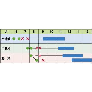 キャベツの種 あまだま コートL5千粒 ( 野菜の種 )の画像