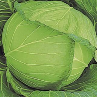 キャベツの種 丘陽 (がくよう) コートL5千粒 ( 野菜の種 )