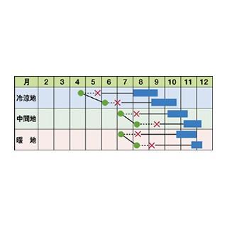 キャベツの種 丘陽 (がくよう) コートL5千粒 ( 野菜の種 )の画像