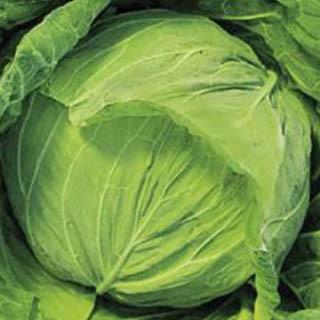 キャベツの種 はるなぎエース コートL5千粒 ( 野菜の種 )