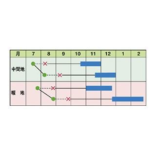 キャベツの種 はるなぎエース コートL5千粒 ( 野菜の種 )の画像