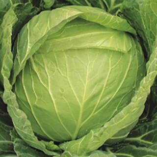 キャベツの種 一陽 コートL5千粒 ( 野菜の種 )