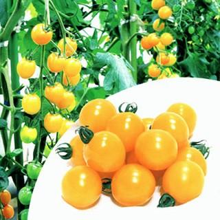トマトの種 イエローミミ 1，000粒 ( 野菜の種 )