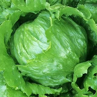 ファイングリーン (レタスの種) コート5千粒 ( 野菜の種 )