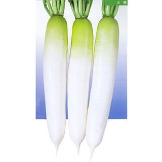 大根の種 冬美人 2dl ( 野菜の種 )