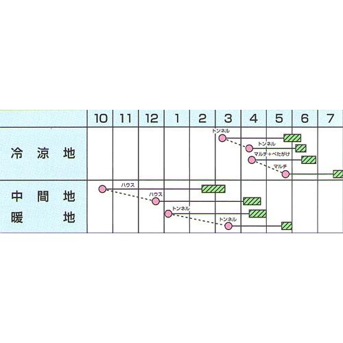 大根の種 栄福2号 2dl ( 野菜の種 )の画像