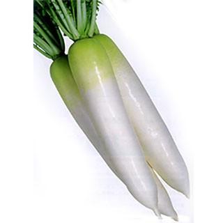 大根の種 YR直秋 2dl ( 野菜の種 )
