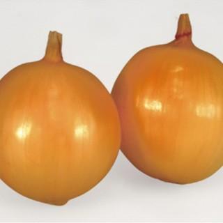 玉ねぎの種 極早生貴錦 (たかにしき) 2dl ( 野菜の種 ) : 菜園くらぶ