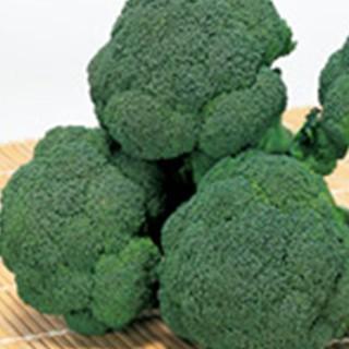 葉菜の種 沢ゆたか ペレット5千粒 ( 野菜の種 )
