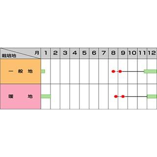 葉菜の種 沢ゆたか ペレット5千粒 ( 野菜の種 )_1