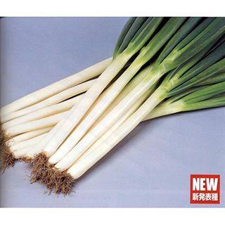 ネギの種 夏扇パワー ペレット6千粒 ( 野菜の種 ) : 菜園くらぶ