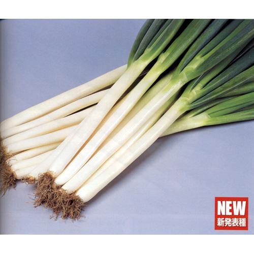 ネギの種 夏扇パワー 1dl ( 野菜の種 ) : 菜園くらぶ Yahoo!店 - 通販