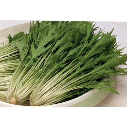 早生水天 (水菜、京菜の種) 2dl缶 ( 野菜の種 )