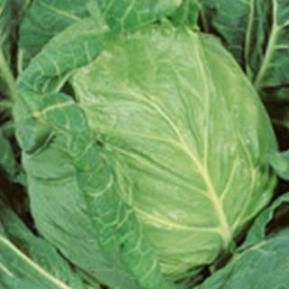 キャベツの種 金系201号 ペレット5千粒 ( 野菜の種 )